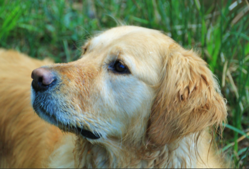 Доброволци от Пловдив събраха 11 000 евро за кастрация на бездомни животни