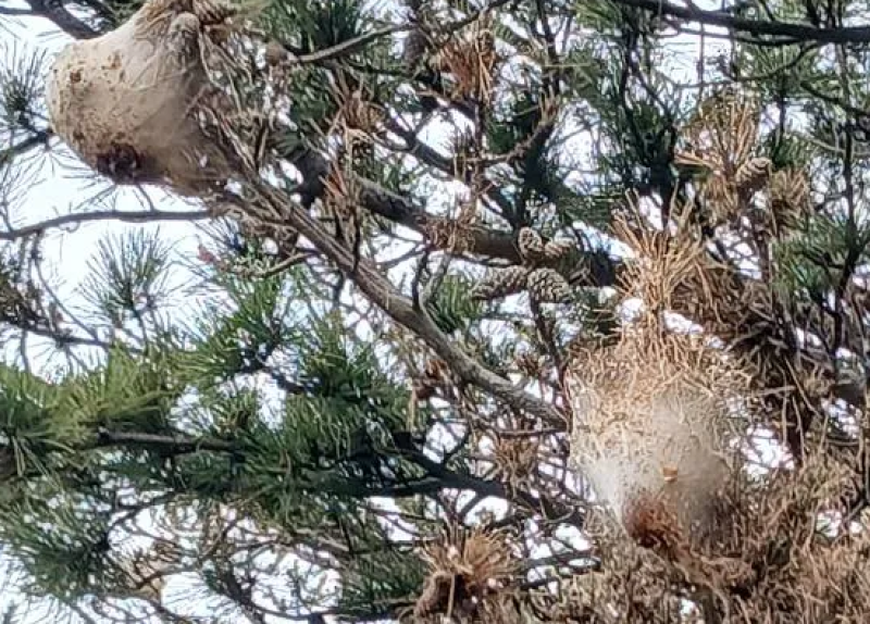 Опасните гъсеници се появиха и в гората край Хисаря