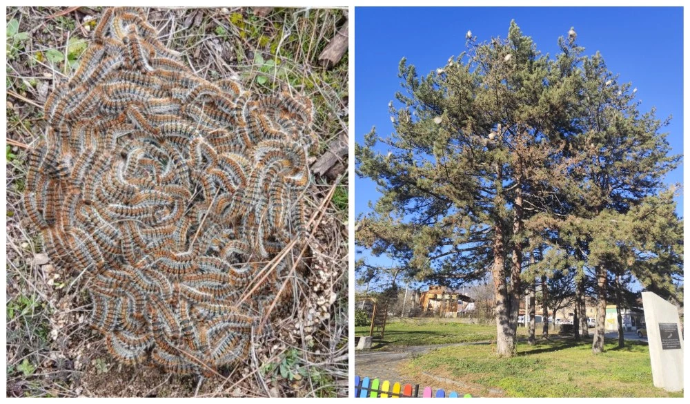 Токсична гъсеница нападна дървета на детски площадки в Хисаря, жители искат спешни мерки