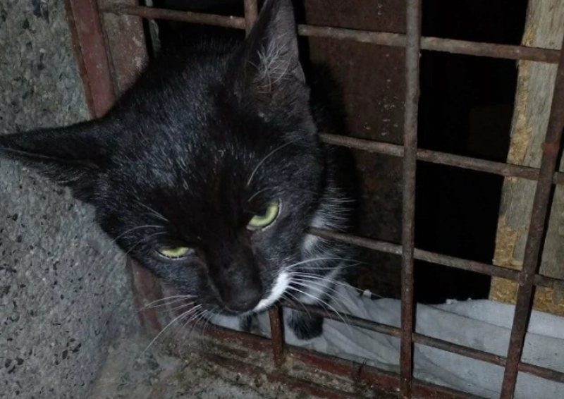 Пожарникари спасиха бедстващо коте в Пловдив