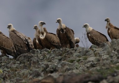 „Завръщането на лешоядите в Родопите“ - интересна презентация в Природонаучния музей