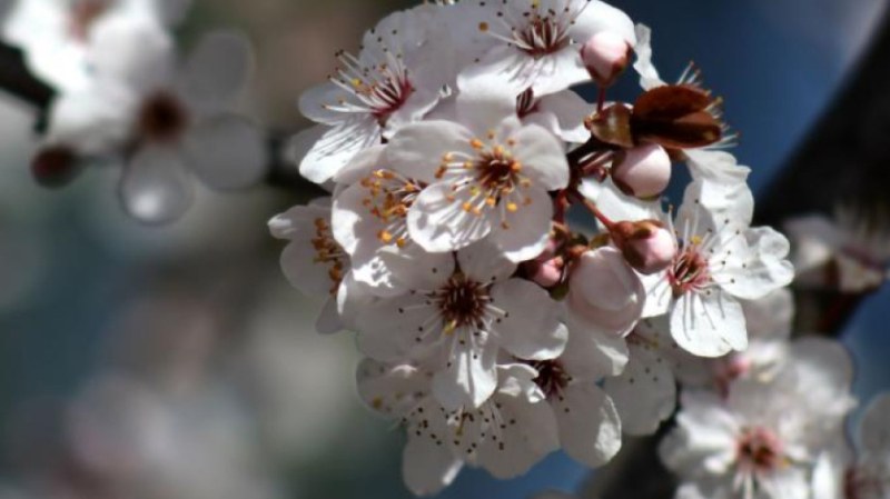 Какво ще е времето през март и ще има ли изненади