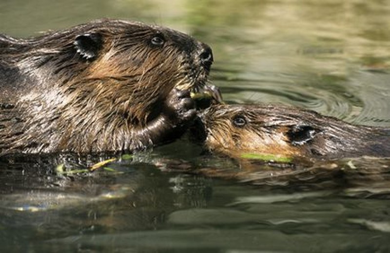 Странно! Откриха мъртви бобри в Марица край садовско село