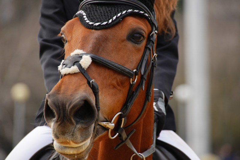 Традиционните конски кушии ще има край Асеновград на Тодоровден