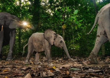 3 март - международен ден на писателите, на дивата природа и на тениса