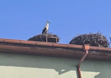 Първите щъркели се връщат в Белозем