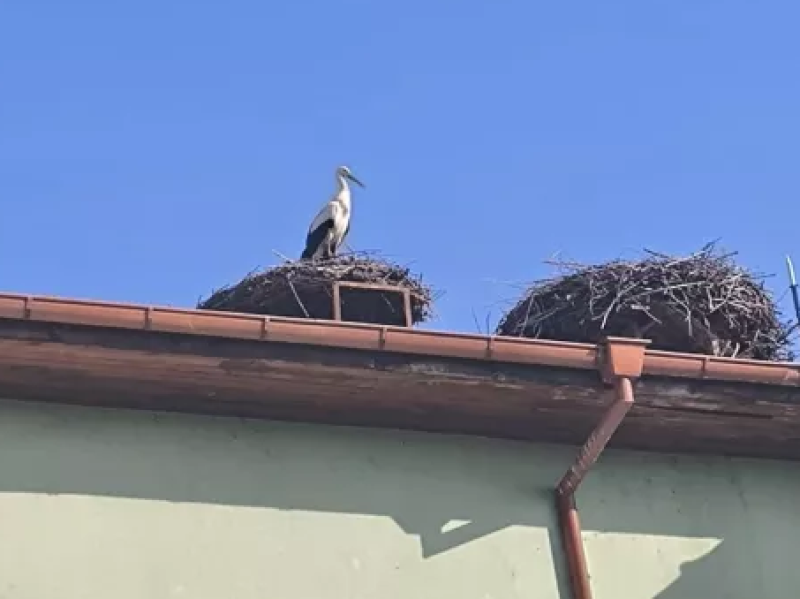 Първите щъркели се връщат в Белозем