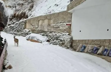 Сърничка се разходи из родопско село