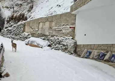 Сърничка се разходи из родопско село