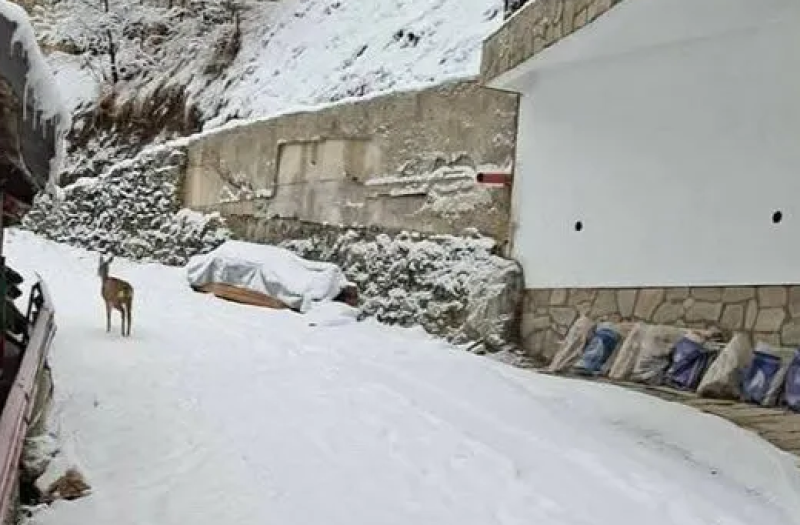 Сърничка се разходи из родопско село