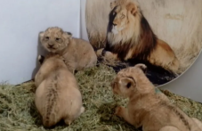 Три лъвчета се родиха в Старозагорския зоопарк