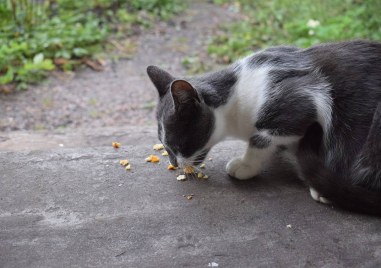 Асеновградчанин: По улиците на града е разхвърляна отрова, коте загина