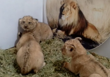 Три лъвчета се родиха в Старозагорския зоопарк