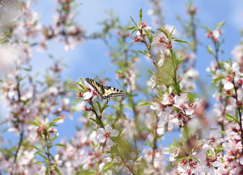 Броени дни до астрономическата пролет и първото равноденствие за годината