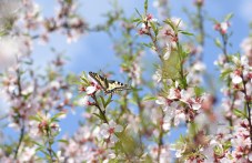 Броени дни до астрономическата пролет и първото равноденствие за годината