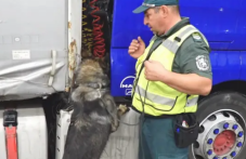 Куче откри близо 46 кг марихуана