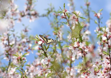Броени дни до астрономическата пролет и първото равноденствие за годината