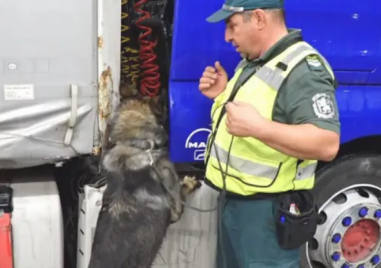 Куче откри близо 46 кг марихуана