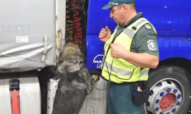 Куче откри близо 46 кг марихуана