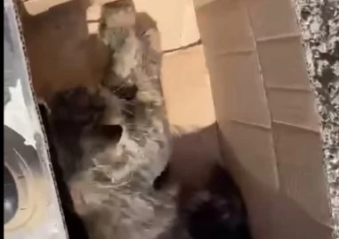 Отрова за животни е разпространена из цяла Пещера, котенце е една от жертвите