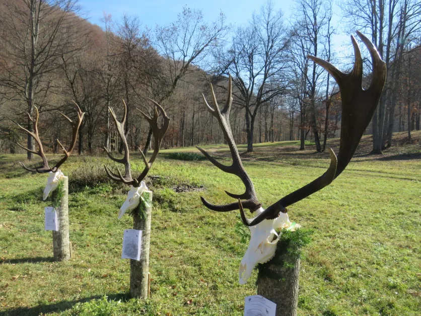 Бившият директор на ДЛС “Кормисош“: Жертва съм на омаскаряване