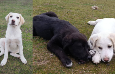 Спасителният център в Стамболийски започна целогодишна дарителска кампания