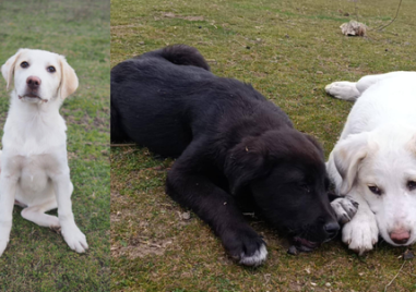 Спасителният център в Стамболийски започна целогодишна дарителска кампания