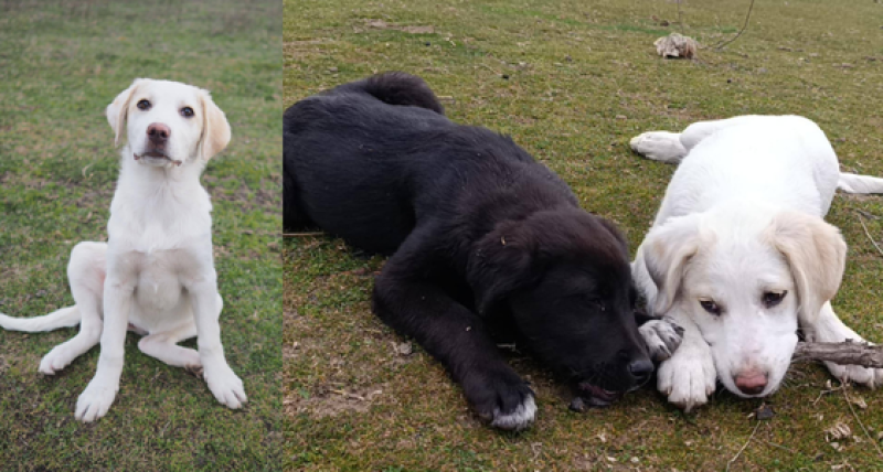 Спасителният център в Стамболийски започна целогодишна дарителска кампания