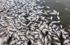 Има задържан за случая с масовото изтравяне на риба в село Войнягово