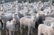 Ще има ли българско агнешко за Великден и колко ще струва