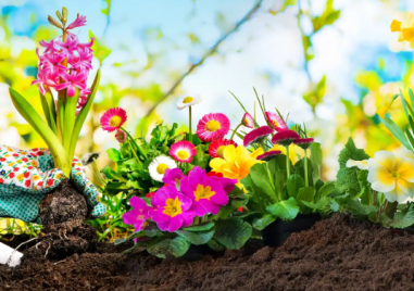 Асеновград отново ще е домакин на изложението „Цветна пролет“