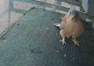 Първата белошипа ветрушка е забелязана в Карловско