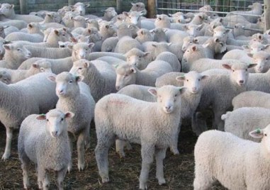 Ще има ли българско агнешко за Великден и колко ще струва