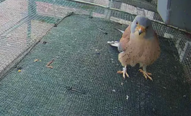 Първата белошипа ветрушка е забелязана в Карловско