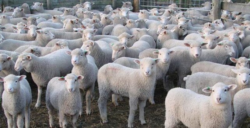 Ще има ли българско агнешко за Великден и колко ще струва