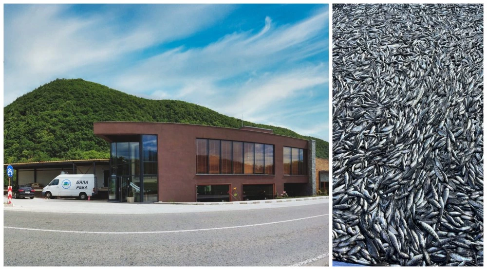 Бизнесмен от рибния бранш е задържаният за отравянето на 1,5 тона риба във Войнягово