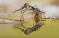 Нов случай на треска Чикунгуня е регистриран в Пловдив