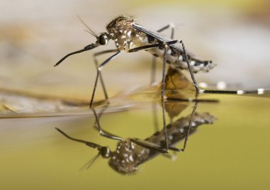 Нов случай на треска Чикунгуня е регистриран в Пловдив