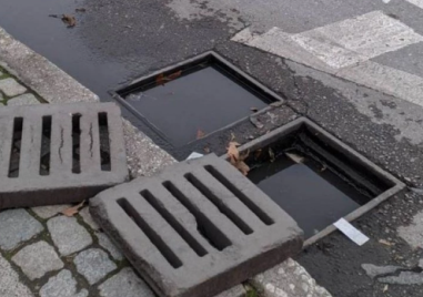 Община Пловдив взема мерки срещу гризачите