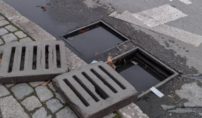 Община Пловдив взема мерки срещу гризачите