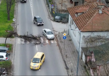 Голямо дърво падна върху пешеходна пътека в Пловдив