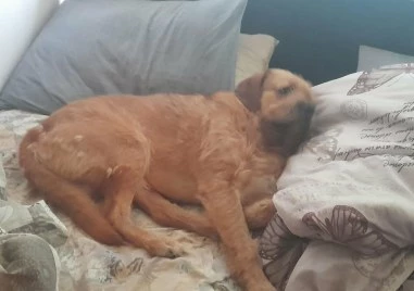 Издирват изчезнало куче в Пловдив – Пухчо е в неизвестност от понеделник сутринта