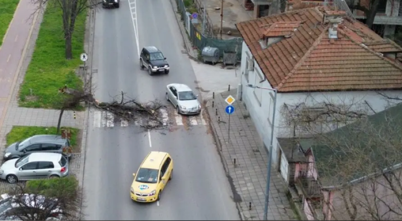Голямо дърво падна върху пешеходна пътека в Пловдив