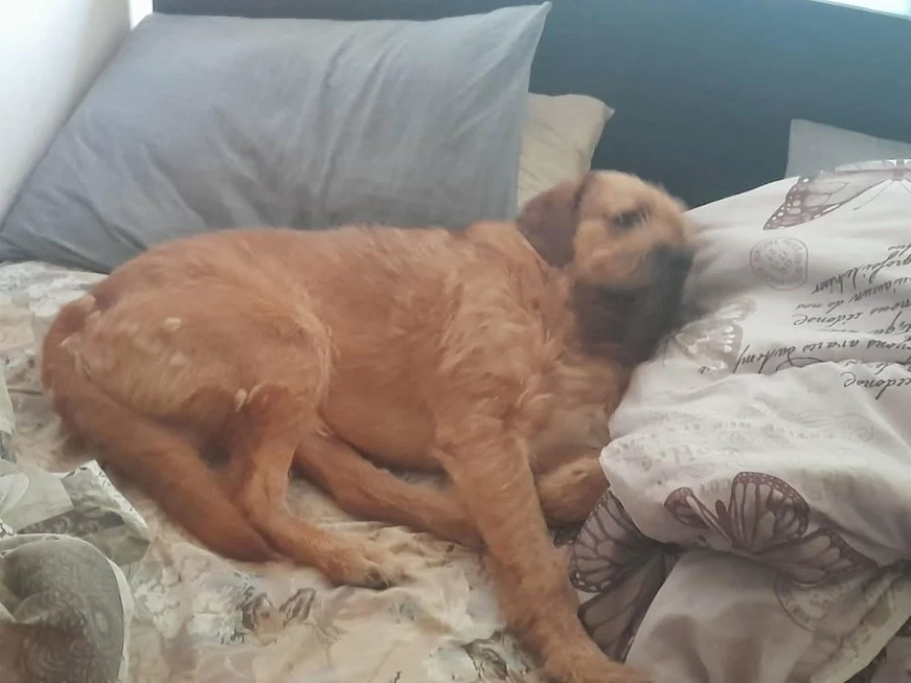 Издирват изчезнало куче в Пловдив – Пухчо е в неизвестност от понеделник сутринта