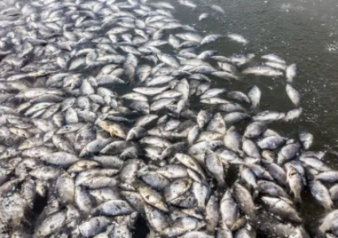 Постоянен арест за бизнесмена, задържан за отравянето на тонове риба във Войнягово