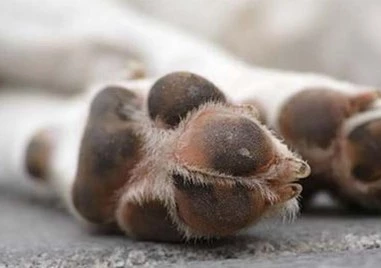 Отровиха куче в село край Пловдив