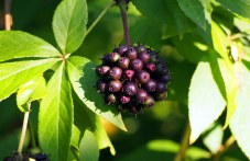 Растения помагат при пролетна умора