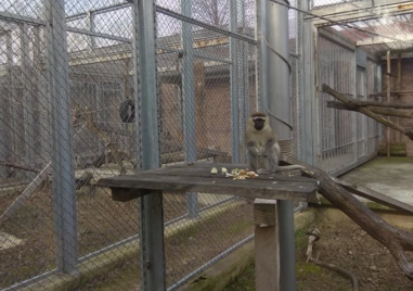 Промени около зоопарка отново влизат в дневния ред на Общината
