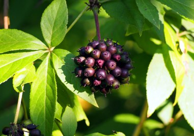 Растения помагат при пролетна умора