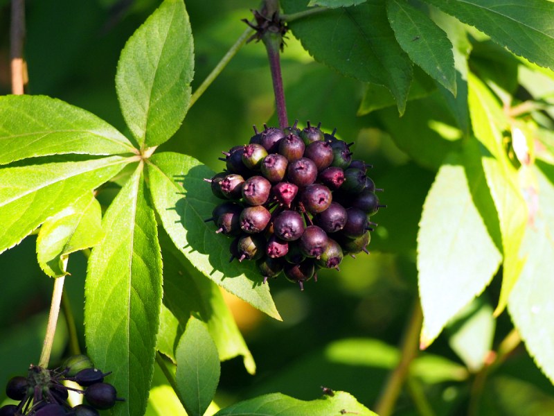 Растения помагат при пролетна умора